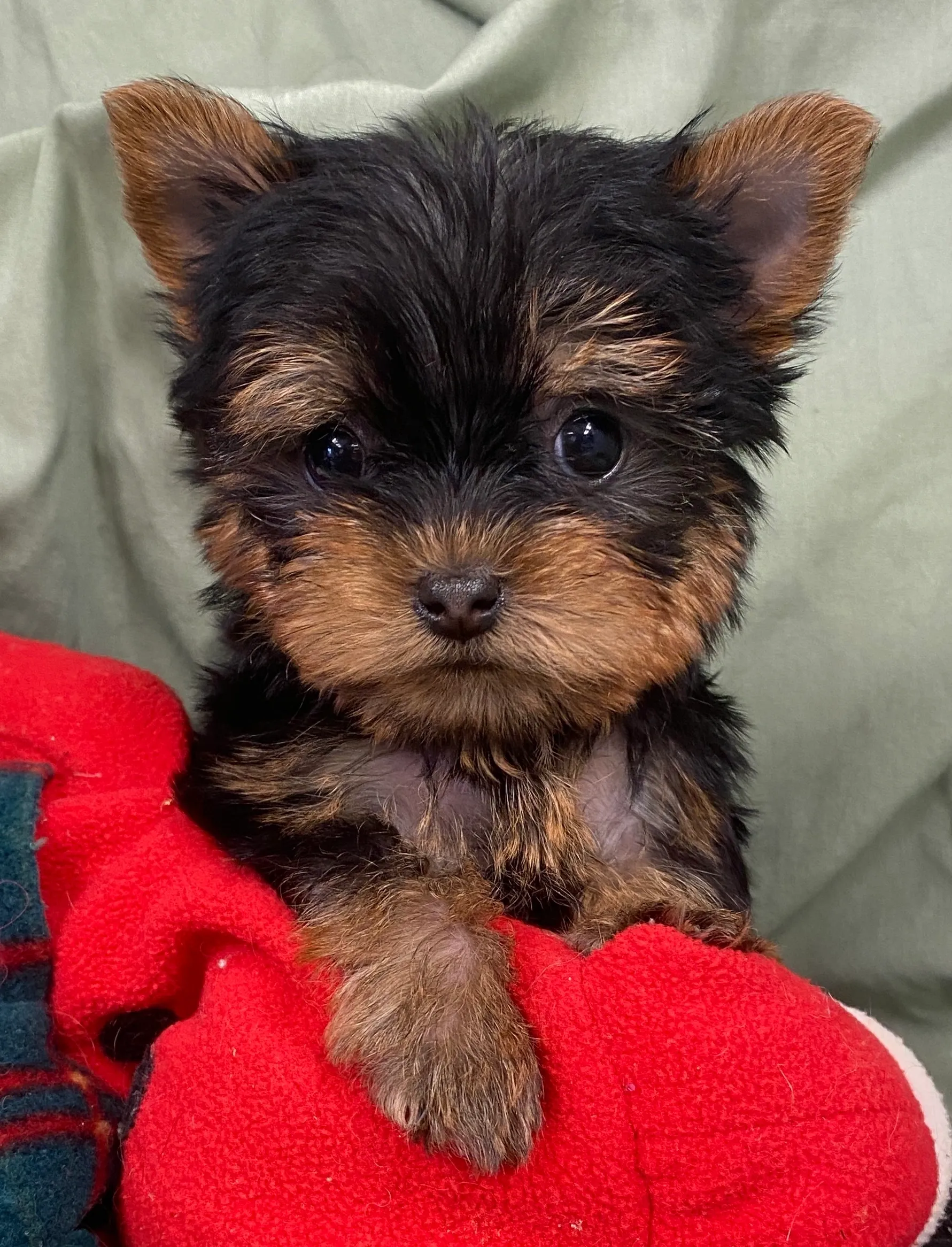 Recently Adopted Yorkie